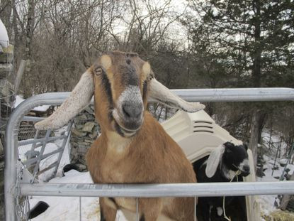 Town elects goat and dog as mayor