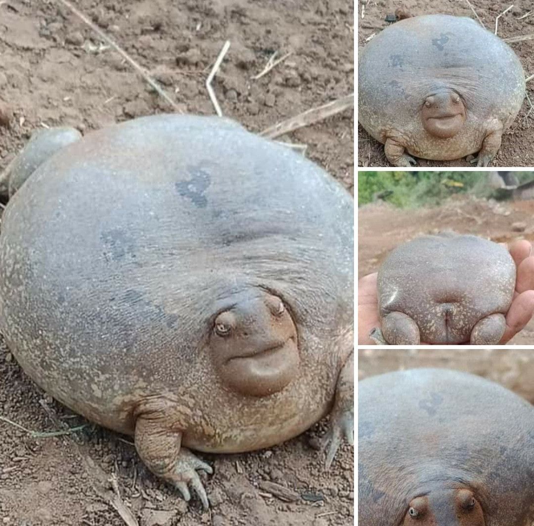 Unusual animal that looks like a cross between a tortoise and a frog leaves Nigerians confused