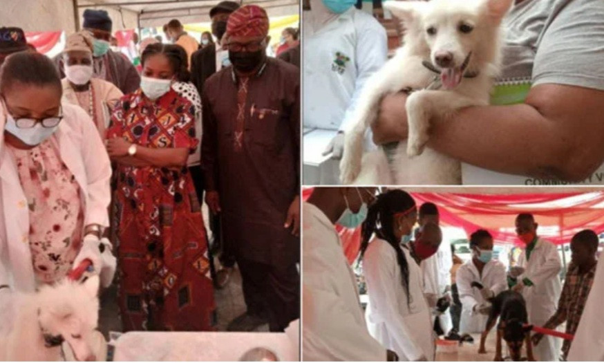 Lagos state to vaccinate 1.5 million dogs for free (photos)