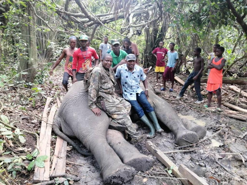 Local hunters kill 4th elephant in 2 years in Ogun state