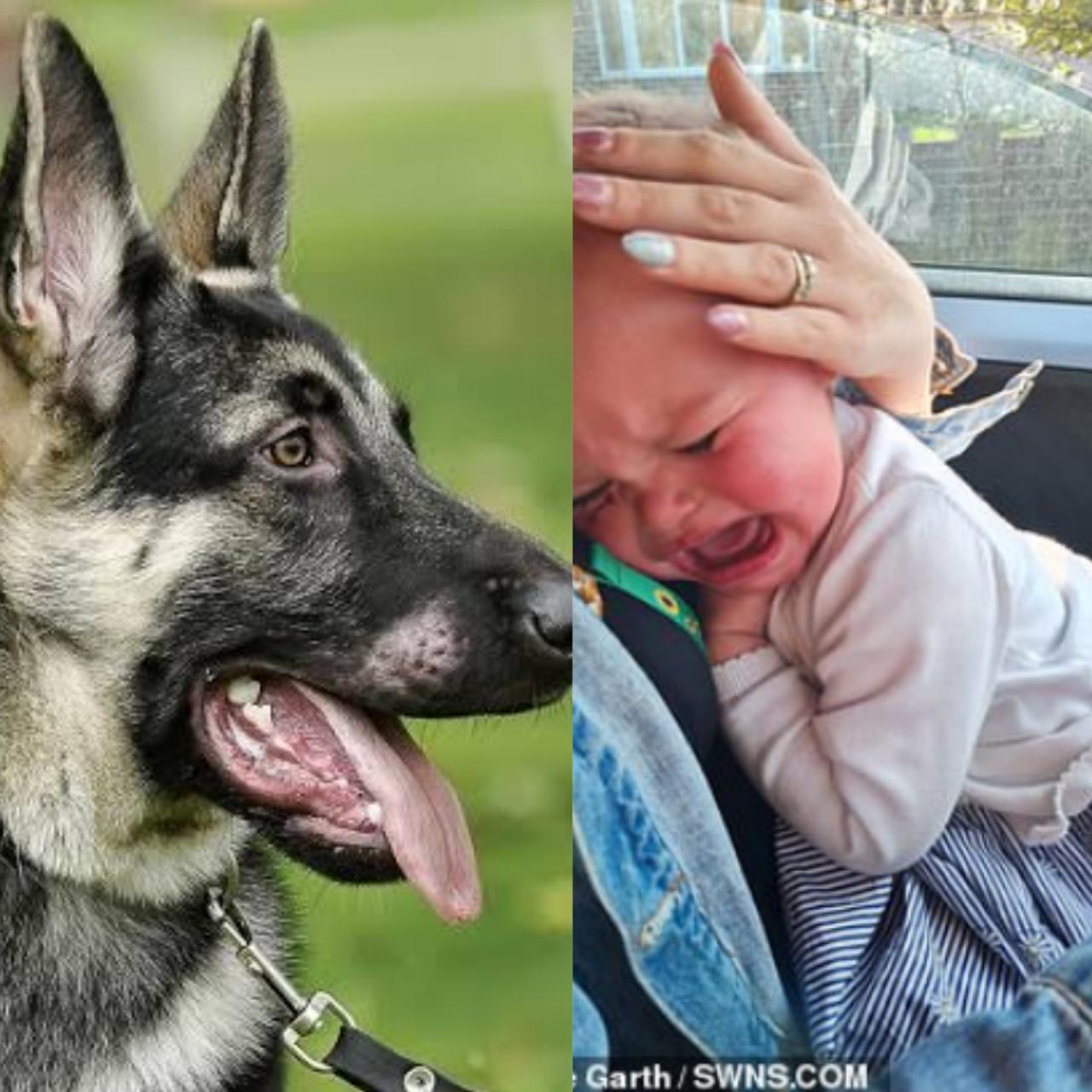 Dog bites 18-month-old baby in the face, missing her eye by fraction of an inch in unprovoked attack