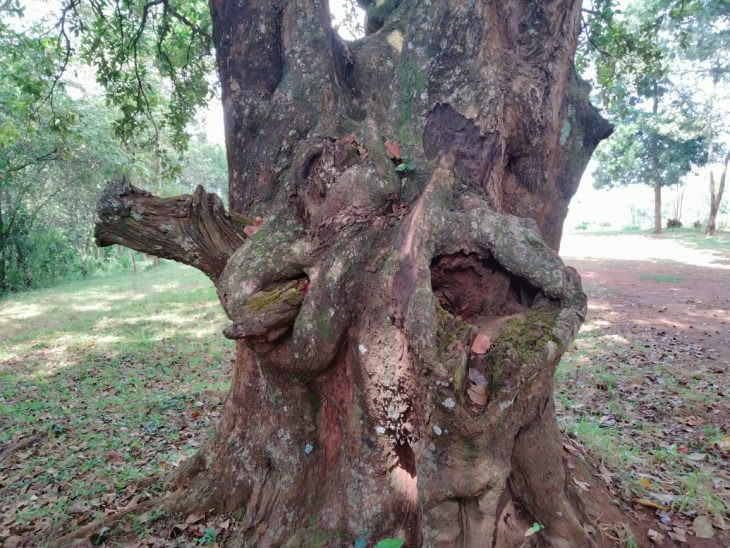 Photo of holy tree which has visible 