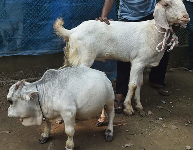 Thousands flock to see dwarf cow in Bangladesh that