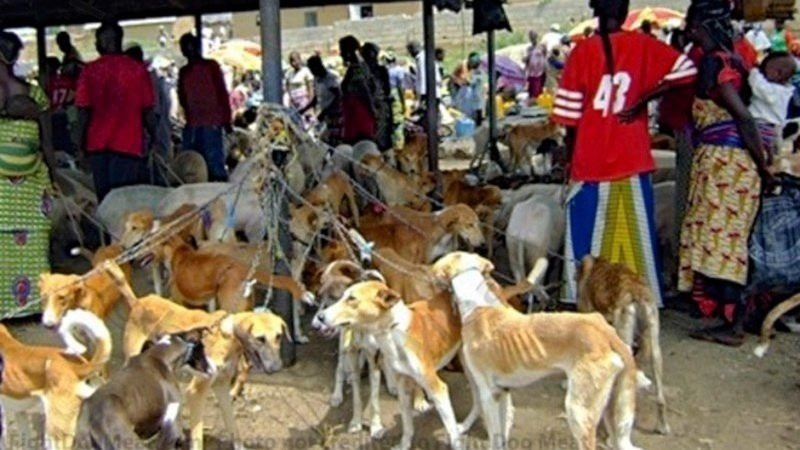 Over 9,000 sign petition to stop Nigerians from eating dogs
