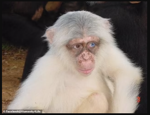  First ever wild albino chimpanzee spotted in Uganda shortly before it was brutally killed (photos)