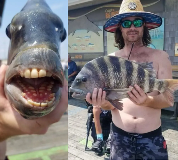 Fish with human teeth baffles beachgoers after being caught on pier