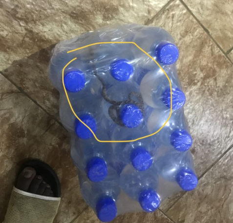 Snake found nestled inside bottled water pack