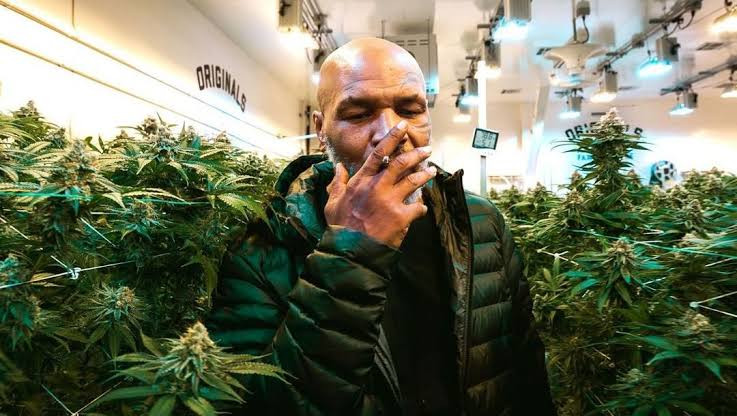 Malawi asks Mike Tyson to be their marijuana ambassador