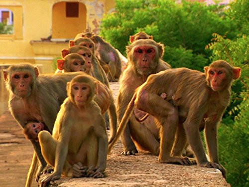 Gang of monkeys snatch and kill one-month-old baby in Tanzania as his mother was breastfeeding him