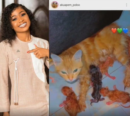 Ghanaian actress Akuapem Poloo uses her cat who just gave birth to 4 kittens as a point of contact to pray for pregnant women (video)