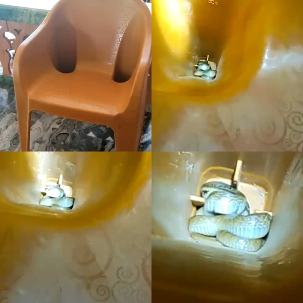Baby snake found inside a chair at a relaxation center (video)