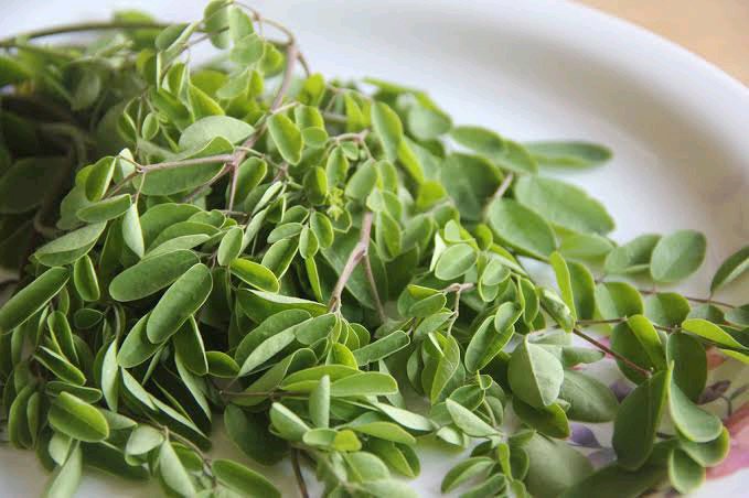 Reasons Why Men Should Eat Moringa Leaves Regularly