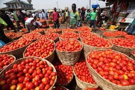 Tomato scarcity looms as farmers lose N1.3bn and 300 hectares of their farm to 