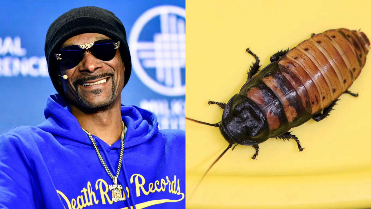 Rapper Snoop Dogg reveals he had a pet cockroach named Gooch for six months