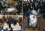 Massive Tuna Fish is sold for almost $800,000 at Tokyo auction